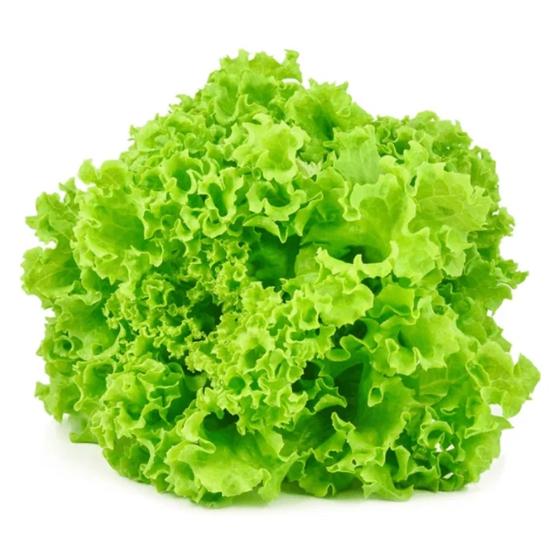 Alface Crespa